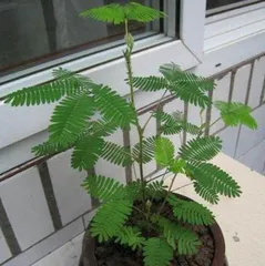 Sensitive Plant (Understanding its Toxicity and Care Methods) 3