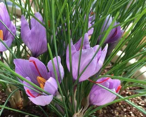 如何在家中盆栽藏红花（盆栽种植方法、品种选择与养护技巧）3