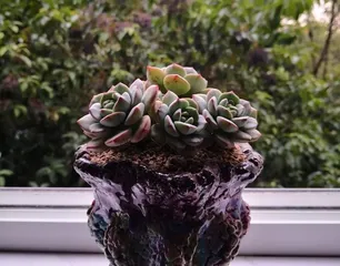 多肉养护之水的管理（掌握浇水频率，让多肉更健康）1