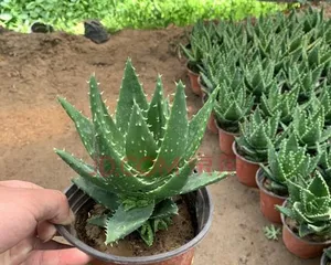 打造不夜城芦荟爆盆养护攻略（从选盆到养护，全方位解读不夜城芦荟爆盆养护技巧）3