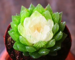 A Comprehensive Analysis of Succulent Plants (Understanding Varieties, Characteristics, and Care Methods) 2