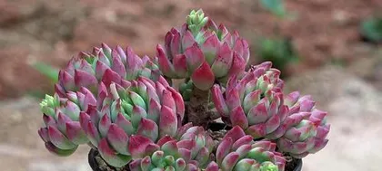 多肉养护之水的管理（掌握浇水频率，让多肉更健康）2