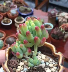 多肉养护之水的管理（掌握浇水频率，让多肉更健康）3