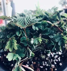 Planting and Care of Mimosa Pudica (Choosing the Right Pot for Healthy Growth) 2