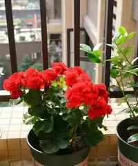 Indoor Care of Begonia rex: Making Your Home More Beautiful1