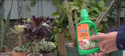 Succulent Care (Choosing the Right Fertilizer for Healthier Growth) 1