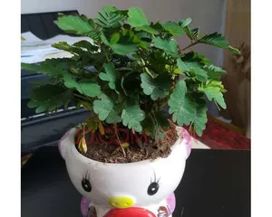 Planting and Care of Mimosa Pudica (Choosing the Right Pot for Healthy Growth) 3