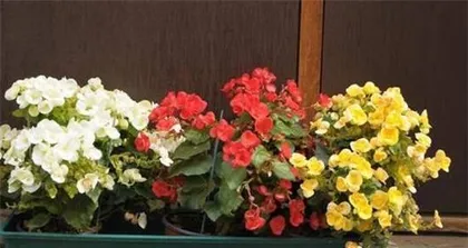 Indoor Care of Begonia rex: Making Your Home More Beautiful2