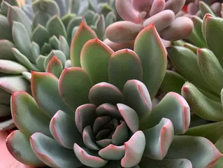 Succulent Care (Choosing the Right Fertilizer for Healthier Growth) 2