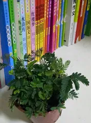 Tips and Precautions for Growing Sensitive Plant: From Planting to Care, All in One!1