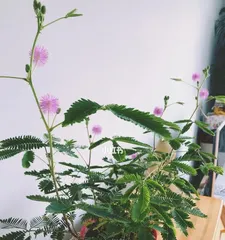 Tips and Precautions for Growing Sensitive Plant: From Planting to Care, All in One!2