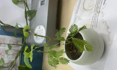 Tips and Precautions for Growing Sensitive Plant: From Planting to Care, All in One!3