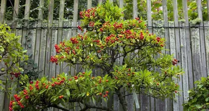 Repotting and Maintenance of Pyracantha (Creating a Lush and Healthy Pyracantha Bonsai, Repotting Time and Precautions) 1