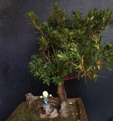 Care Techniques for Old Azalea Trunk Styling (From Care to Shaping, Create Your Own Azalea Landscape) 1