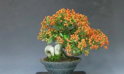 Cultivation and Care of Pyracantha Bonsai (Creating a Beautiful Small Scene, Be Careful of Prickly Fingers)1