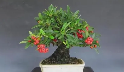 Cultivation and Care of Pyracantha Bonsai (Creating a Beautiful Small Scene, Be Careful of Prickly Fingers)2