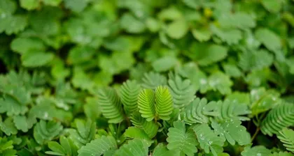 Mimosa Care Guide (Watering once a week is the key to keeping your Mimosa fresh and green) 1