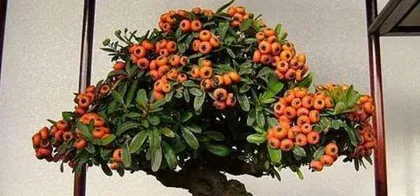 Cultivation and Care of Pyracantha Bonsai (Creating a Beautiful Small Scene, Be Careful of Prickly Fingers)3
