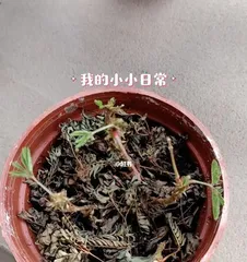 Mimosa Care Guide (Watering once a week is the key to keeping your Mimosa fresh and green) 2