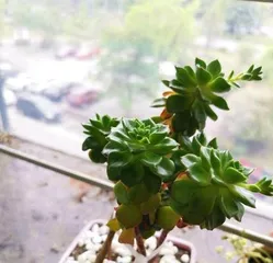 Cultivation Methods and Care Points for Sedum Diya (An Excellent Choice for Succulents) 1