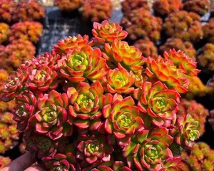 Cultivation Methods and Care Points for Sedum Diya (An Excellent Choice for Succulents) 2