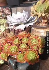 Cultivation Methods and Care Points for Sedum Diya (An Excellent Choice for Succulents) 3