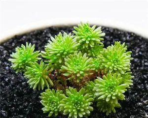 Care Methods for Sedum morganianum (Create a Healthy Sedum morganianum, Enjoy Green Plant Life) 1