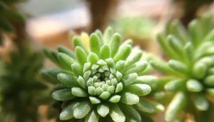 Care Methods for Sedum morganianum (Create a Healthy Sedum morganianum, Enjoy Green Plant Life) 2