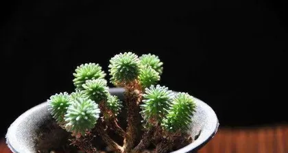 Care Methods for Sedum morganianum (Create a Healthy Sedum morganianum, Enjoy Green Plant Life) 3