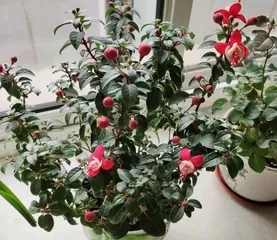 Detailed Explanation of Begonia Watering Requirements (Is daily watering necessary for begonias? How to water for better care?) 1