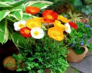 不喜欢太阳的植物花卉大揭秘（揭秘8种不喜欢太阳的植物花卉及其养护方法）1