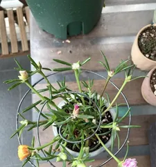 不喜欢太阳的植物花卉大揭秘（揭秘8种不喜欢太阳的植物花卉及其养护方法）2