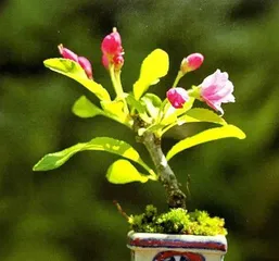 Detailed Explanation of Begonia Watering Requirements (Is daily watering necessary for begonias? How to water for better care?) 2