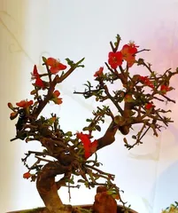 Detailed Explanation of Begonia Watering Requirements (Is daily watering necessary for begonias? How to water for better care?) 3