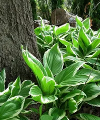 不喜欢太阳的植物花卉大揭秘（揭秘8种不喜欢太阳的植物花卉及其养护方法）3