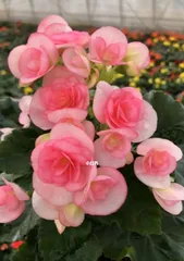 海棠花栽培指南（土种植选择与养护技巧）1