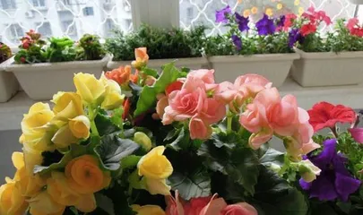 海棠花栽培指南（土种植选择与养护技巧）2