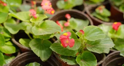 海棠花栽培指南（土种植选择与养护技巧）3