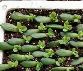 多肉青丽的爆盆养护指南（一步步教你如何让多肉青丽在爆盆中茁壮成长）1