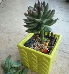 多肉青丽的爆盆养护指南（一步步教你如何让多肉青丽在爆盆中茁壮成长）2