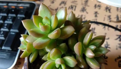 多肉青丽的爆盆养护指南（一步步教你如何让多肉青丽在爆盆中茁壮成长）3