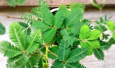 Can the sensitive plant be exposed to the sun? Analysis of its care points (Exploring the growth habits of the sensitive plant, uncovering the truth about sun exposure and the sensitive plant) 1