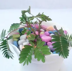 Can the sensitive plant be exposed to the sun? Analysis of its care points (Exploring the growth habits of the sensitive plant, uncovering the truth about sun exposure and the sensitive plant) 2