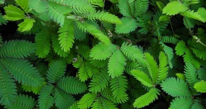 Can the sensitive plant be exposed to the sun? Analysis of its care points (Exploring the growth habits of the sensitive plant, uncovering the truth about sun exposure and the sensitive plant) 3