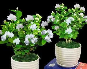 Feng Shui taboos and advantages of keeping jasmine at home (Feng Shui benefits and care tips for jasmine) 1