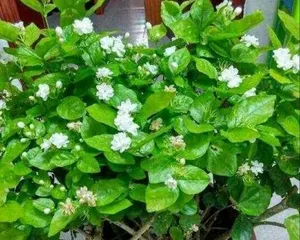 Feng Shui taboos and advantages of keeping jasmine at home (Feng Shui benefits and care tips for jasmine) 2