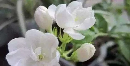 Feng Shui taboos and advantages of keeping jasmine at home (Feng Shui benefits and care tips for jasmine) 3