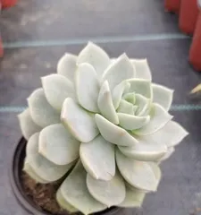 Succulent White Peony
