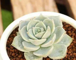 Succulent White Peony