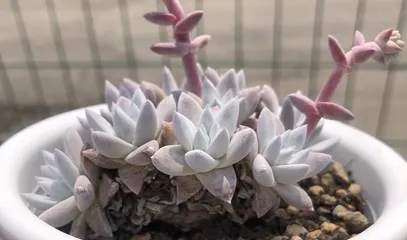 Planting and Care of White Succulent Daisy (Creating an Ideal White Succulent Daisy) 1